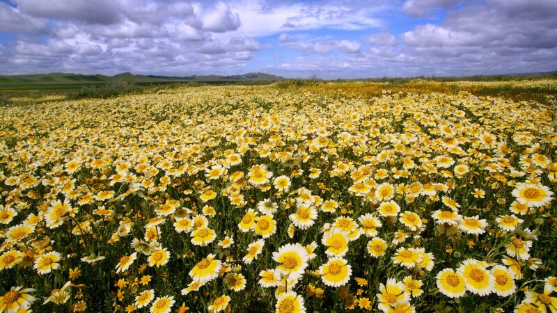Yellow Daisy Field