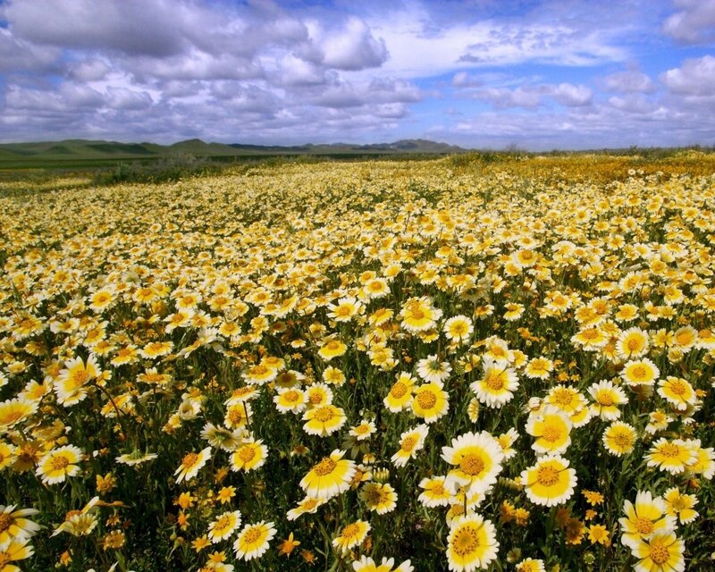 Yellow daisy field under cloudy sky