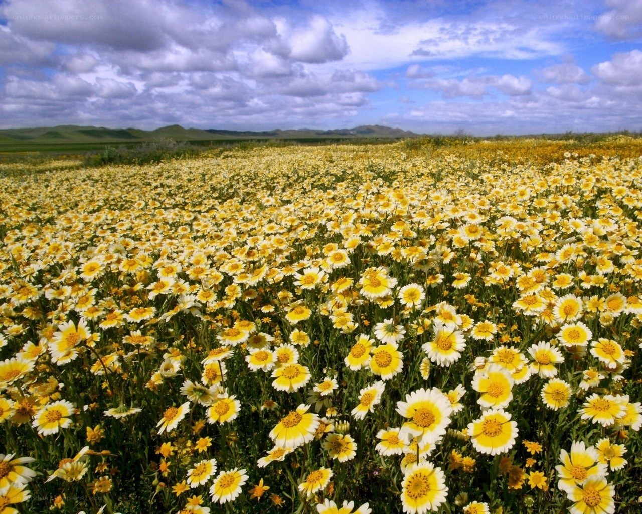 Yellow daisy field under cloudy sky
