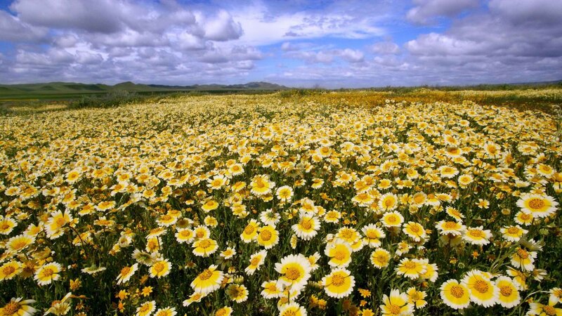 Yellow daisy field under cloudy sky