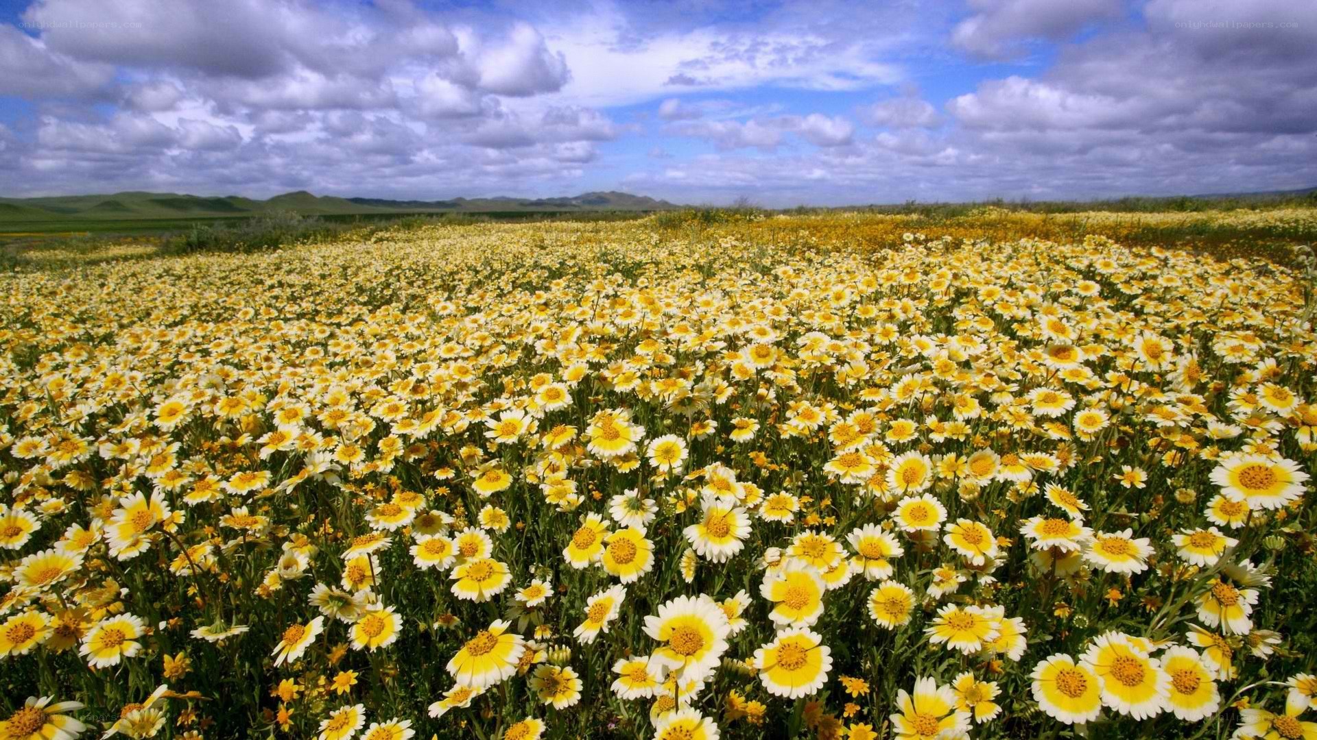 Yellow daisy field under cloudy sky