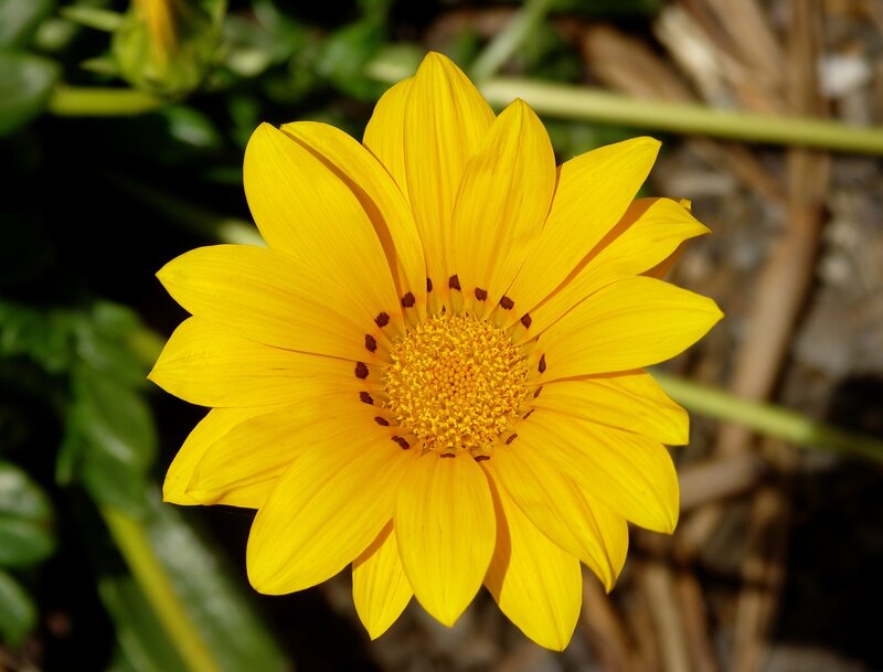 yellow daisy flower
