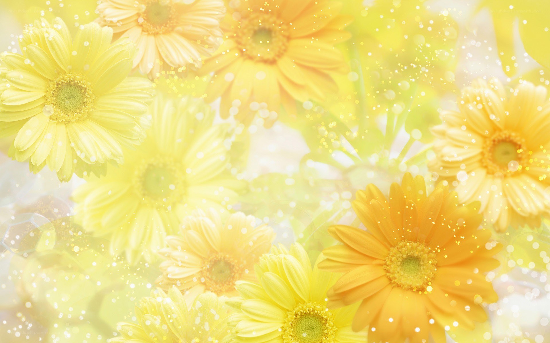 Yellow daisy flower background