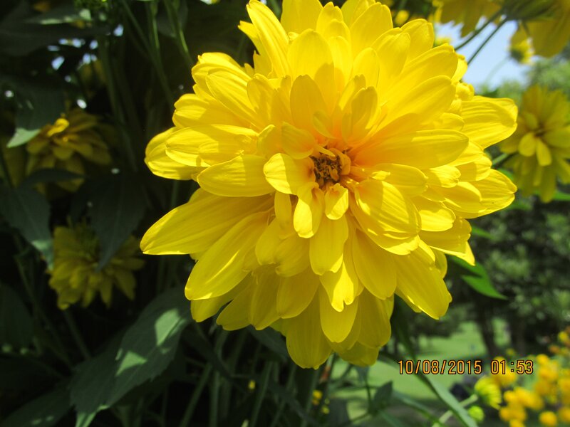 Yellow Daisy Flower — Bright, Afternoon, Photograph, Green Leaves, Sunlight