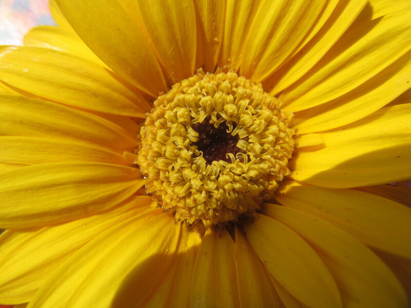 Yellow Daisy Flower — Bright, Afternoon, Photograph, Sunlight