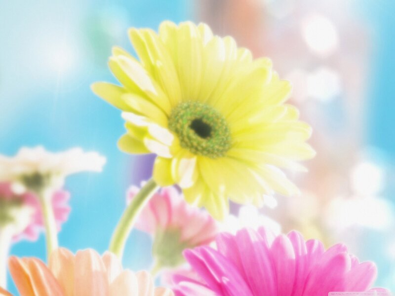 Yellow Daisy Flower — Bright, Afternoon, Photograph