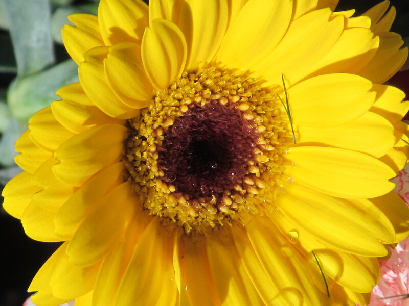Yellow Daisy Flower — Bright, Afternoon