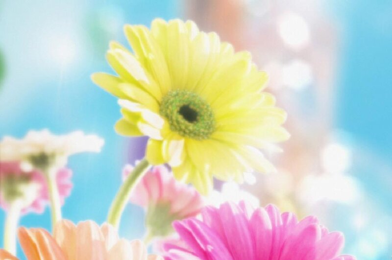 Yellow Daisy Flower — Bright, Cheerful