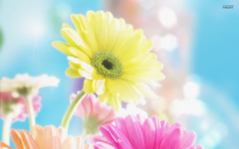Yellow Daisy Flower — Bright, Sunny