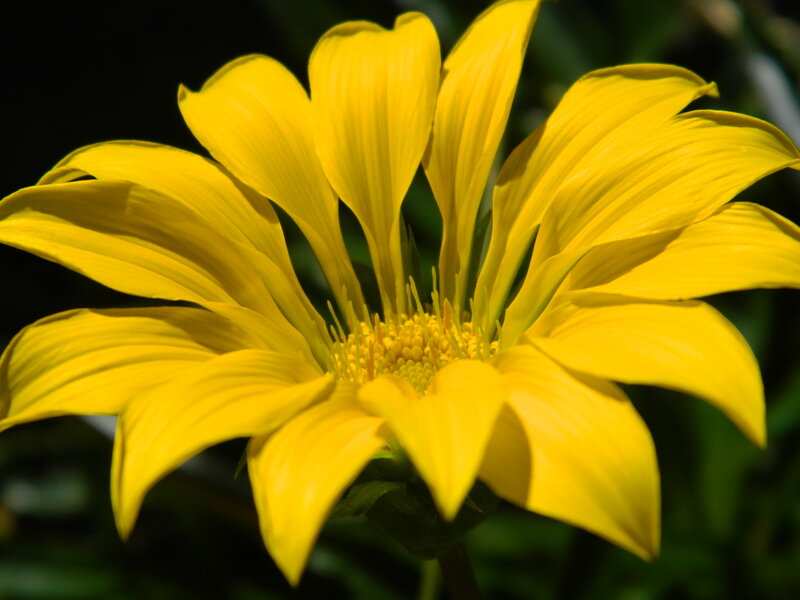 Yellow Daisy Flower — Bright