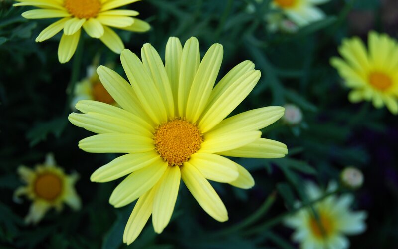 Yellow Daisy Flower — Calm, Afternoon, Photograph, Green Leaves, Flower Buds, Green