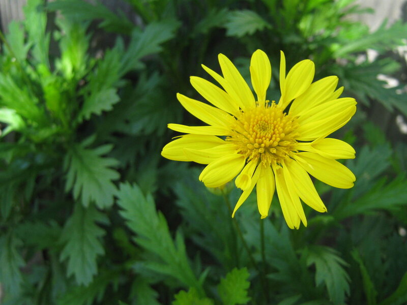 Yellow Daisy Flower — Calm, Afternoon, Photograph, Green Leaves, Flower Center