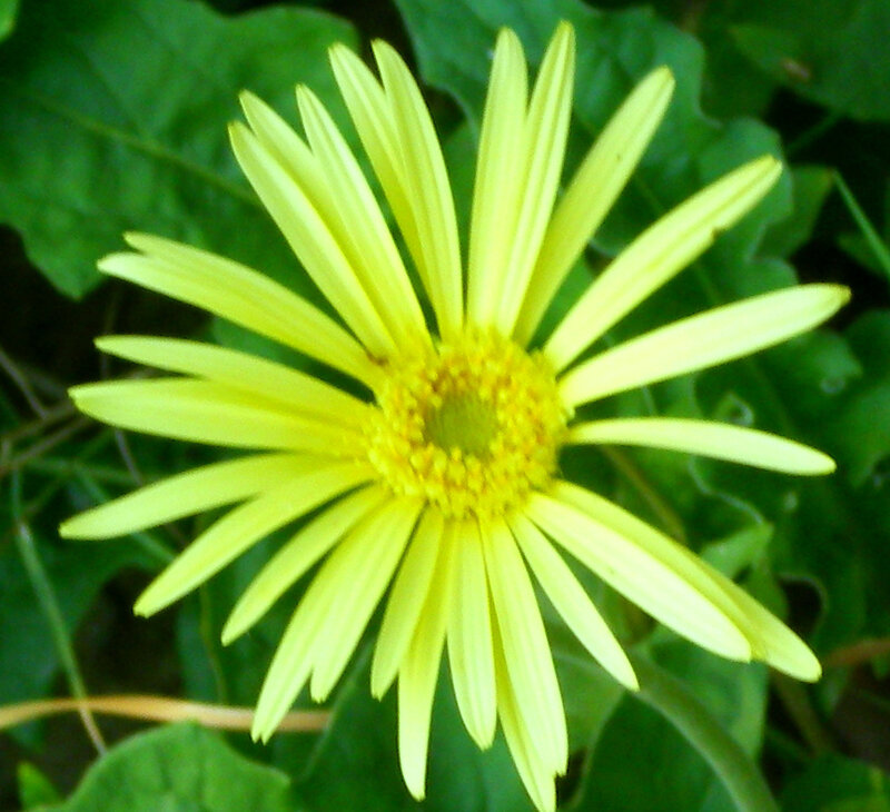 Yellow Daisy Flower — Calm, Afternoon, Photograph, Green Leaves
