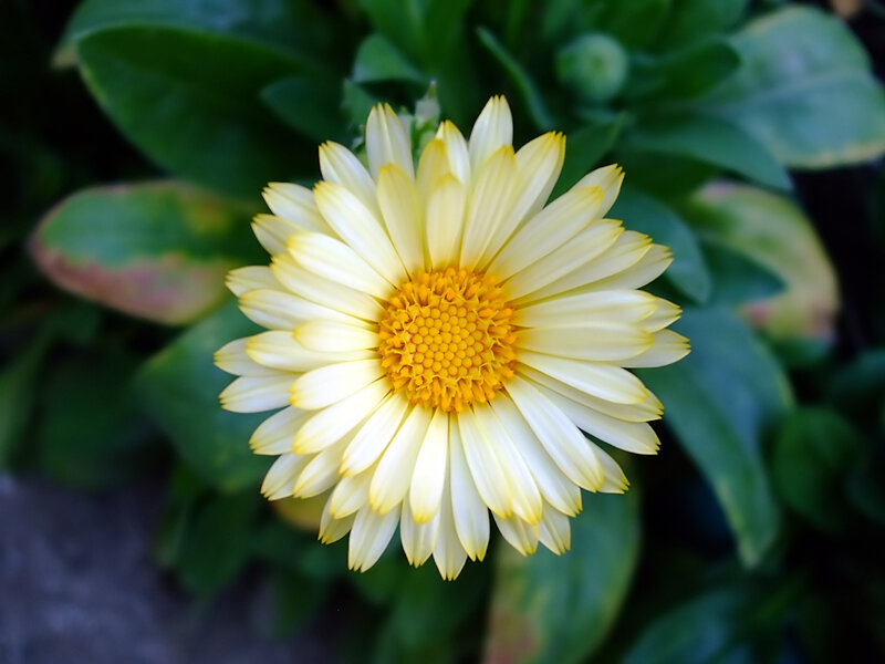 Yellow Daisy Flower — Calm, Afternoon, Photograph, Green Leaves, White