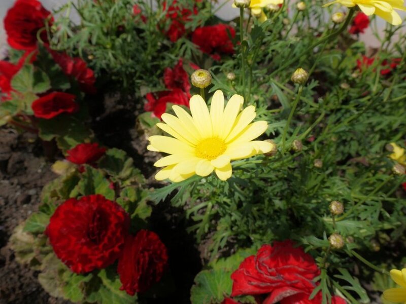 Yellow Daisy Flower — Calm, Afternoon, Photograph, Red Flowers
