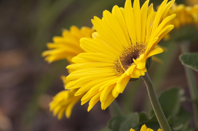 Yellow Daisy Flower — Calm, Afternoon, Photograph, Stem, Leaf