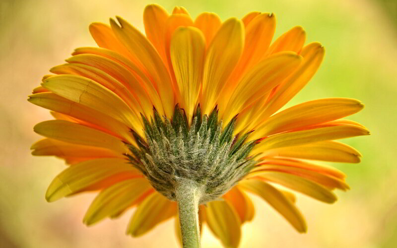 Yellow Daisy Flower — Calm, Afternoon, Photograph, Stem