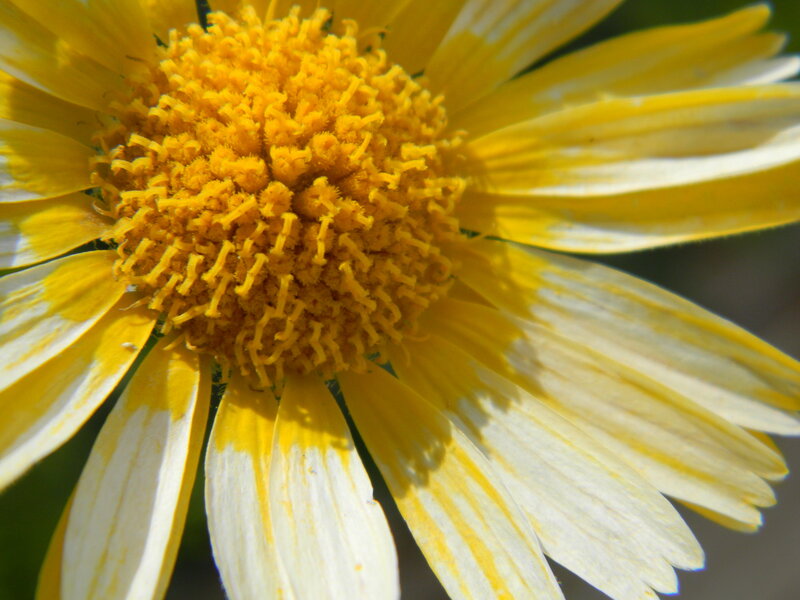 Yellow Daisy Flower — Calm, Afternoon, Photograph