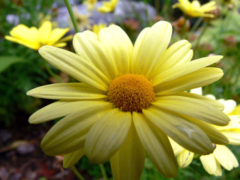 Yellow Daisy Flower — Calm, Afternoon