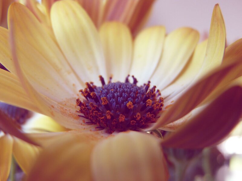 Yellow Daisy Flower — Calm, Photograph, Center