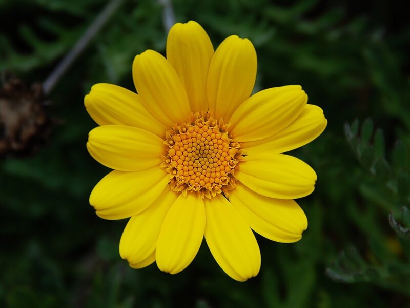 Yellow Daisy Flower — Calm, Photograph, Green Leaves, Green