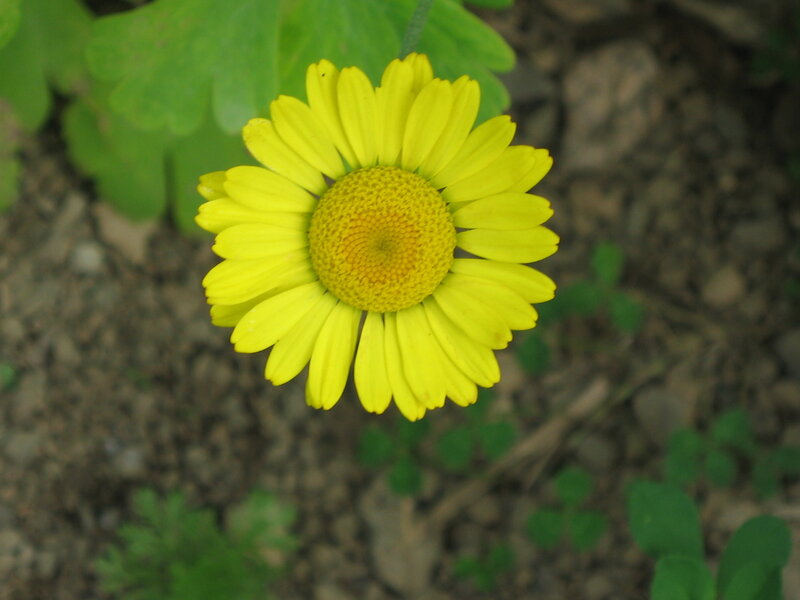 Yellow Daisy Flower — Calm, Photograph, Green Leaves, Soil