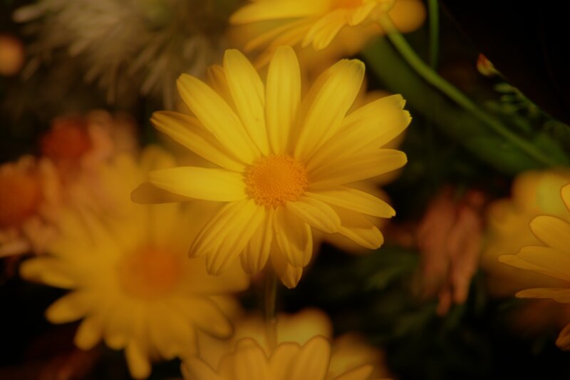 Yellow Daisy Flower — Calm, Photograph, Greenery