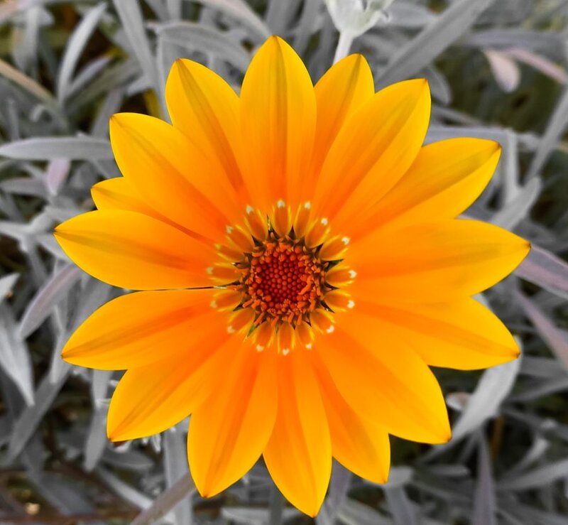 Yellow Daisy Flower — Calm, Photograph, Leaves
