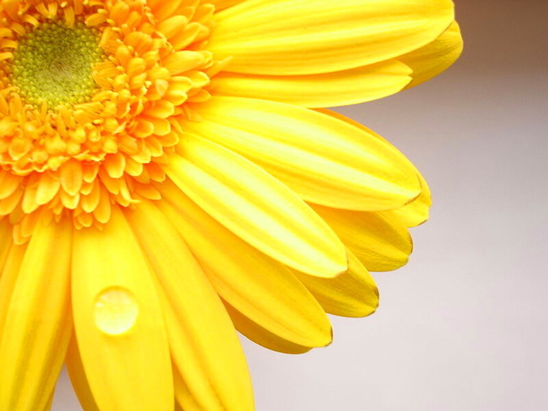 Yellow Daisy Flower — Calm, Photograph, Petal