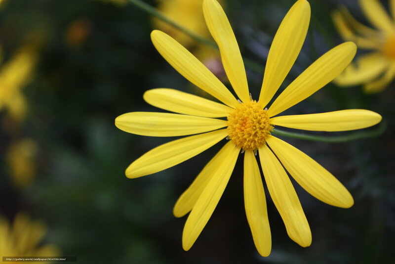 Yellow Daisy Flower — Calm, Photograph, Petals, Green Leaves