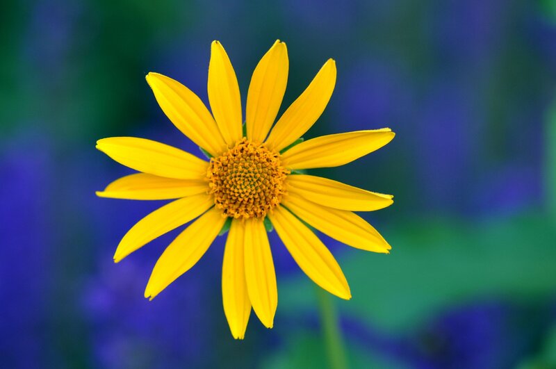 Yellow Daisy Flower — Calm, Photograph, Petals