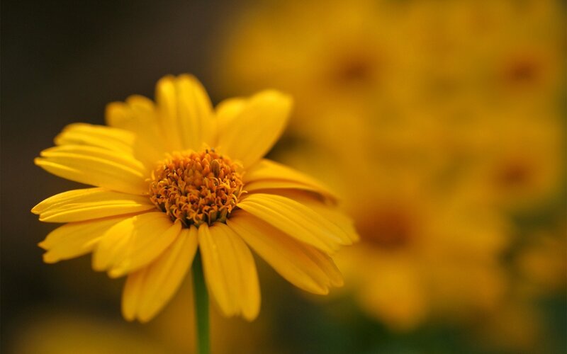 Yellow Daisy Flower — Calm, Photograph, Stem, Background