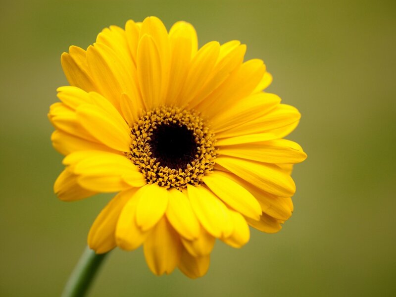 Yellow Daisy Flower — Calm, Photograph, Stem, Green Background