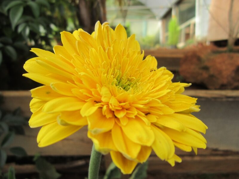 Yellow Daisy Flower — Calm, Photograph, Stem, Leaves