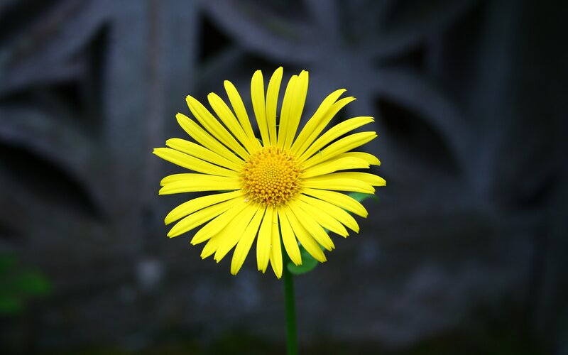 Yellow Daisy Flower — Calm, Photograph, Stem