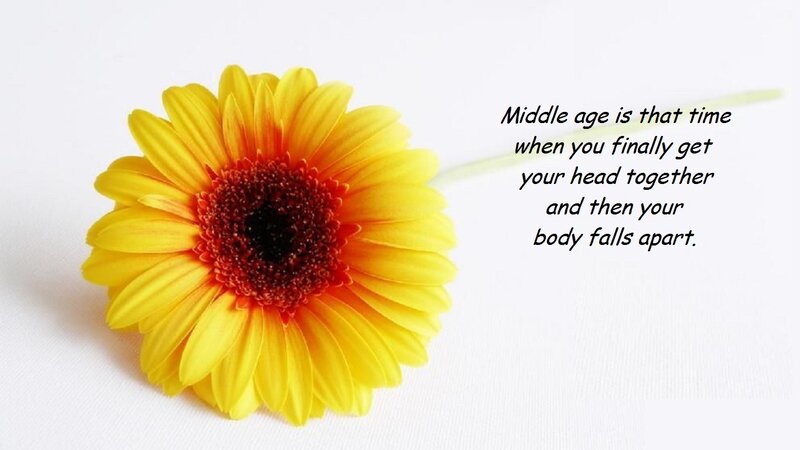 Yellow Daisy Flower — Calm, Photograph, Text