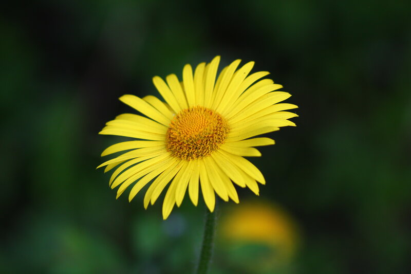 Yellow Daisy Flower — Calm, Photograph