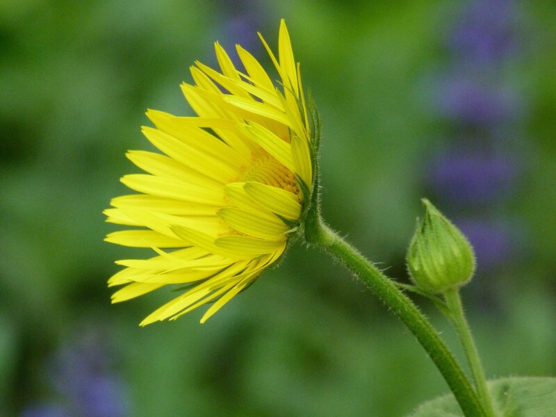 Yellow Daisy Flower — Calm, Summer