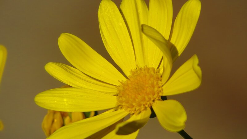 Yellow Daisy Flower — Calm, Sunset