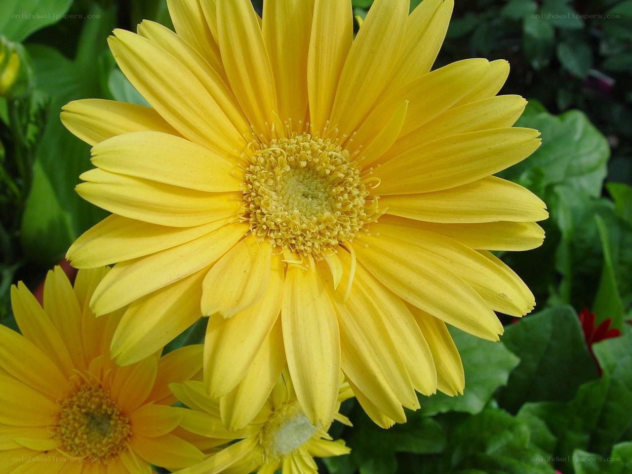 Yellow daisy flower close-up