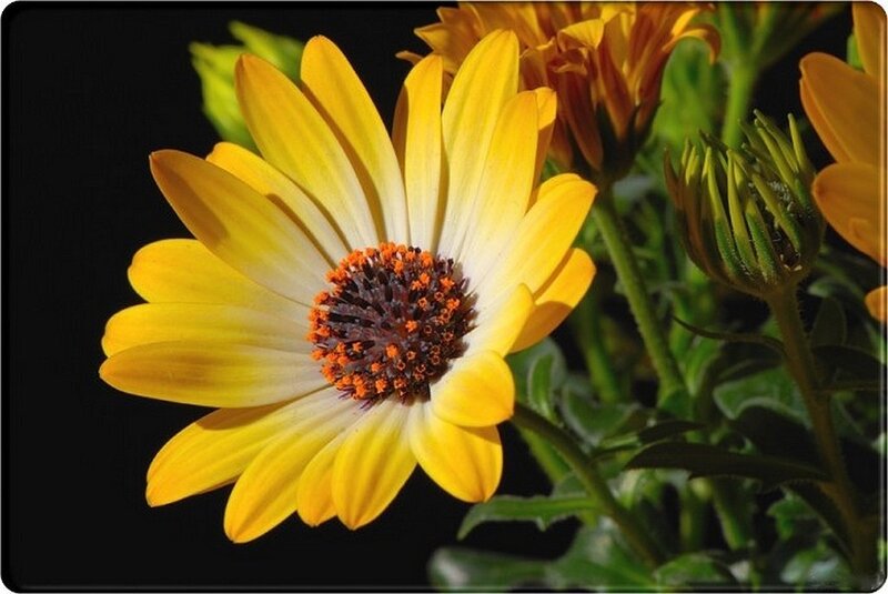 Yellow daisy flower close-up