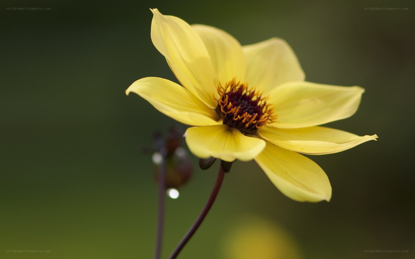 Yellow daisy flower close-up
