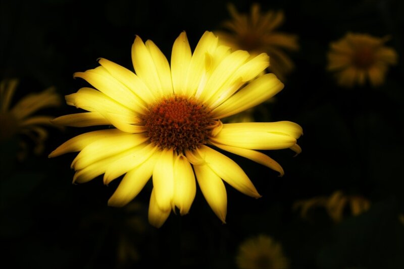 Yellow Daisy Flower — Dramatic, Photograph, Dark Background