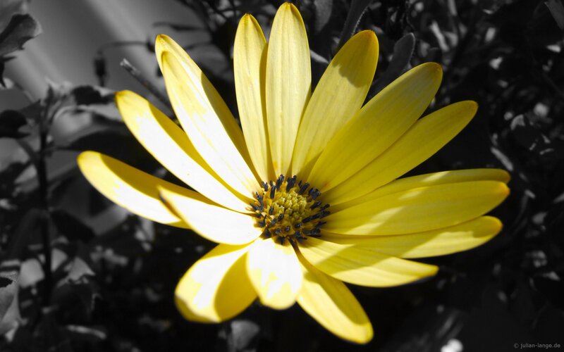 Yellow Daisy Flower — Dramatic, Photograph, Leaves