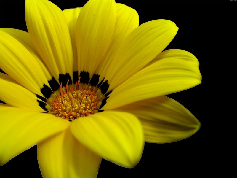 Yellow Daisy Flower — Dramatic, Photograph, Petals, Center, Black Background