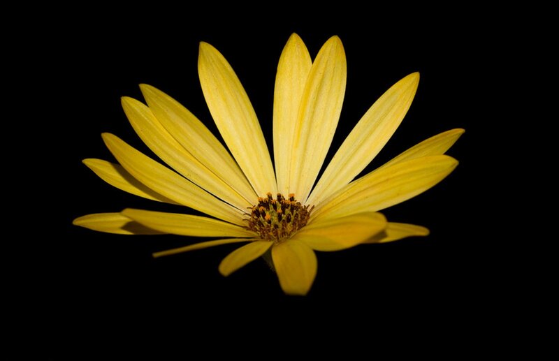 Yellow Daisy Flower — Dramatic, Photograph, Petals, Center