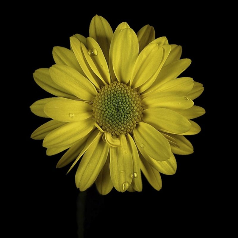 Yellow Daisy Flower — Dramatic, Photograph, Petals