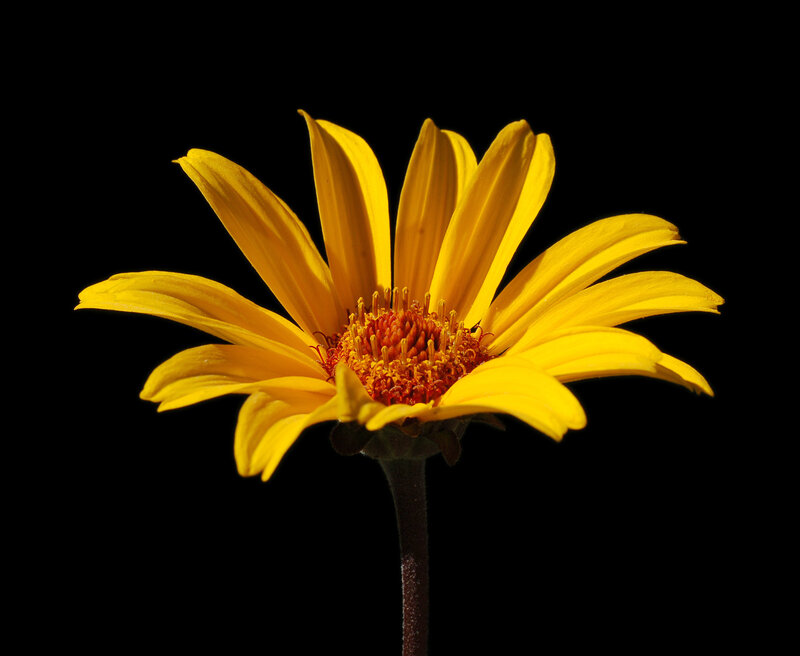 Yellow Daisy Flower — Dramatic, Photograph, Stem