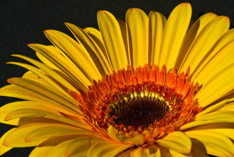 Yellow Daisy Flower — Dramatic, Photograph