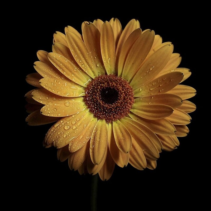 Yellow Daisy Flower — Dramatic, Photograph, Water Droplets, Black Background